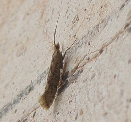 Micro da ID (1)